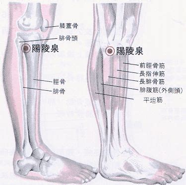 陽泉穴|醫砭 » 經穴庫 » 陽陵泉